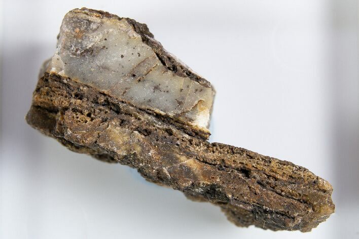 Rare North Pole Dome Stromatolite Piece - Billion Years Old #323134